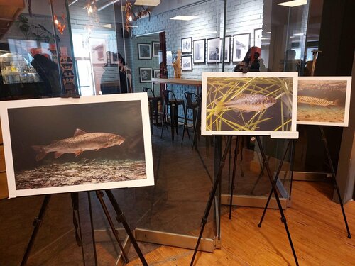 “МОНГОЛ ОРНЫ ЗАГАС” номд 79 зүйл загасны “амьдрал”-ыг багтаажээ